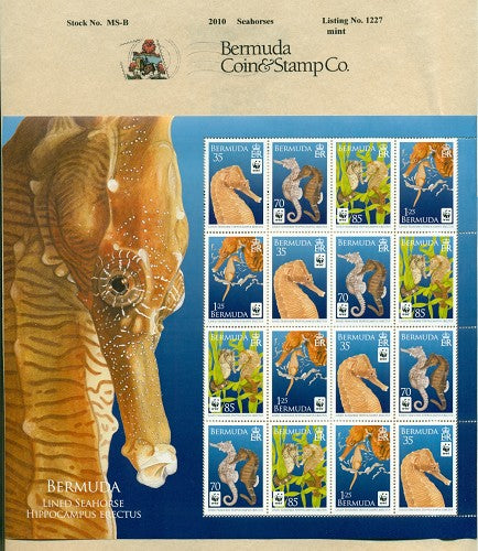 2010 Seahorses